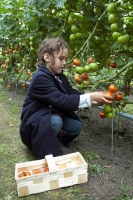 Tomatenfest 2011.