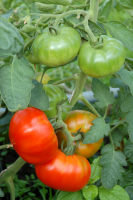 Vierländer Platte Tomate